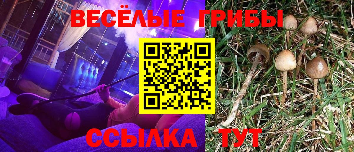 Псилоцибиновые грибы прущие грибы Тара